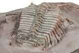 Five Trilobites (Four Species) in Association - Jorf, Morocco #334862-12